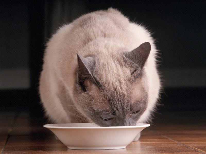 Siamese Cat (Photo by Marka/Universal Images Group via Getty Images)