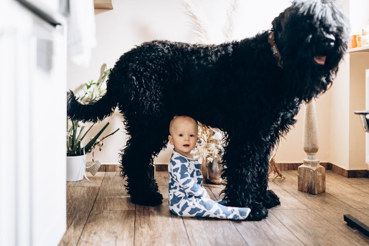 A baby sitting underneath a large dog.