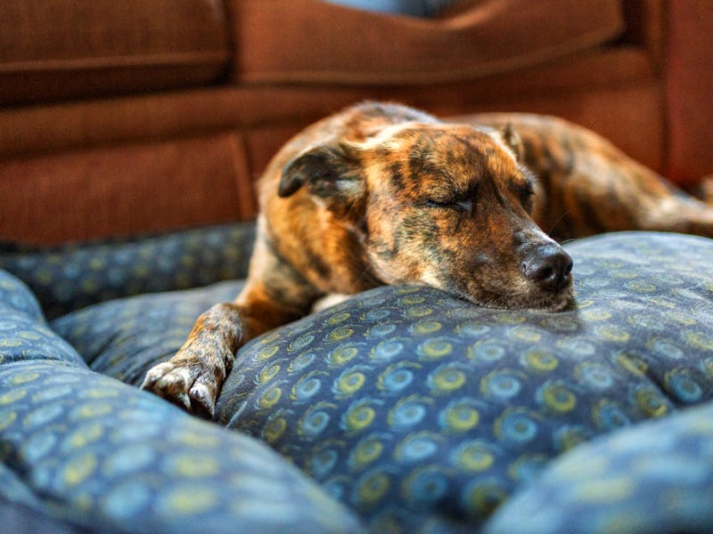 Cute dog lying down on a pet bed on the floor of its living room at home