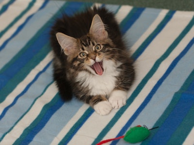 Adorable little Maine Coon kitten enjoying himself on his blanket and playing with his toy mouse.