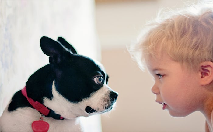 The image is of a Boston Terrier puppy and a toddler boy approximately 2-5 years of age with blond h...