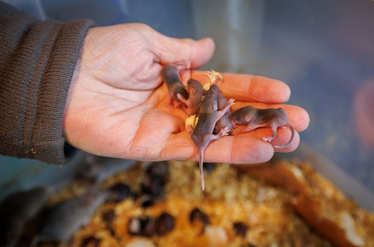 Hand holding newborn mice (Mus musculus)
