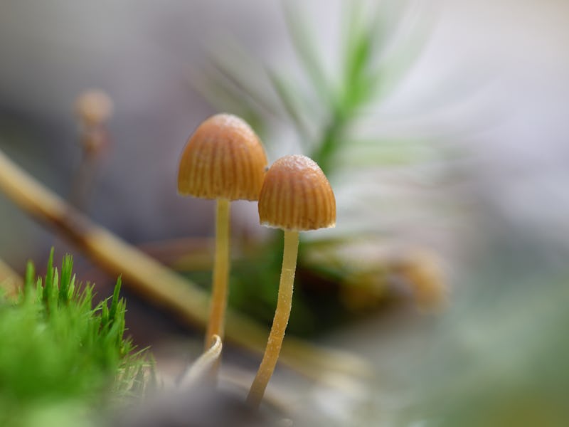 Two small mushrooms growing among green moss with a shallow depth of field.