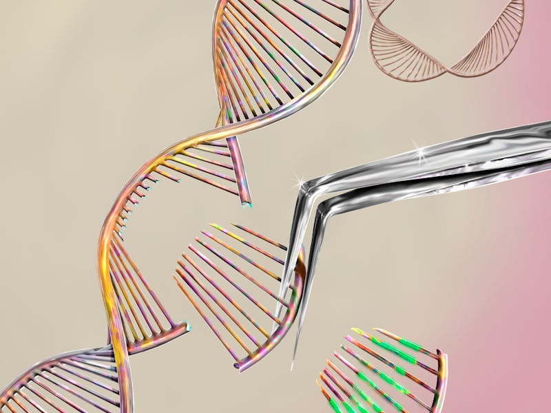 CRISPR gene editing, conceptual computer illustration. The CRISPR-CAS9 protein is used to cut a DNA ...