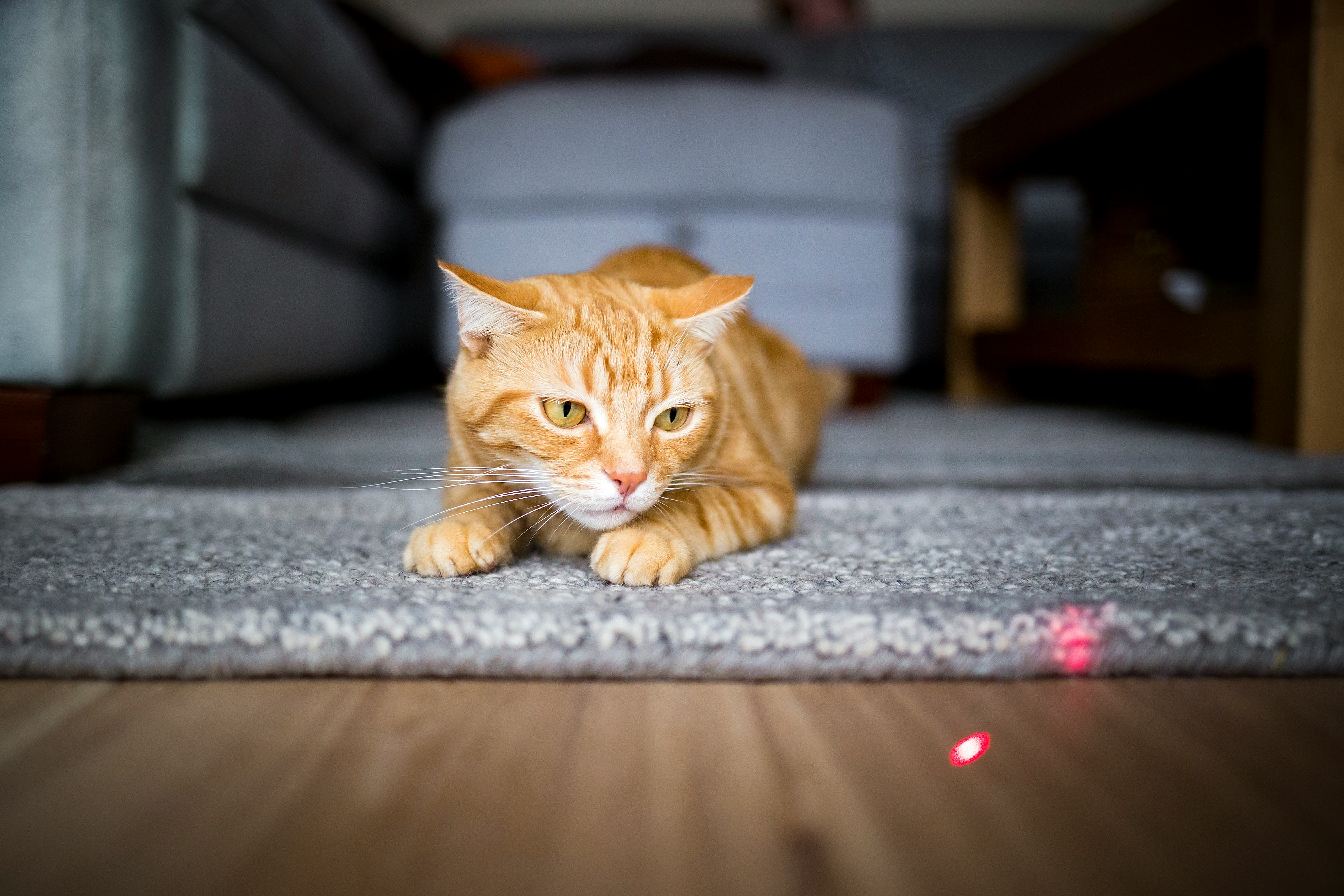 Is it bad for cats to best sale play with laser pointers