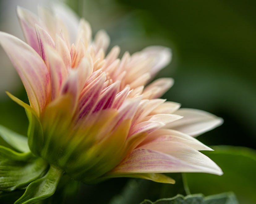 a lovely flower opening, vagina before and after arousal