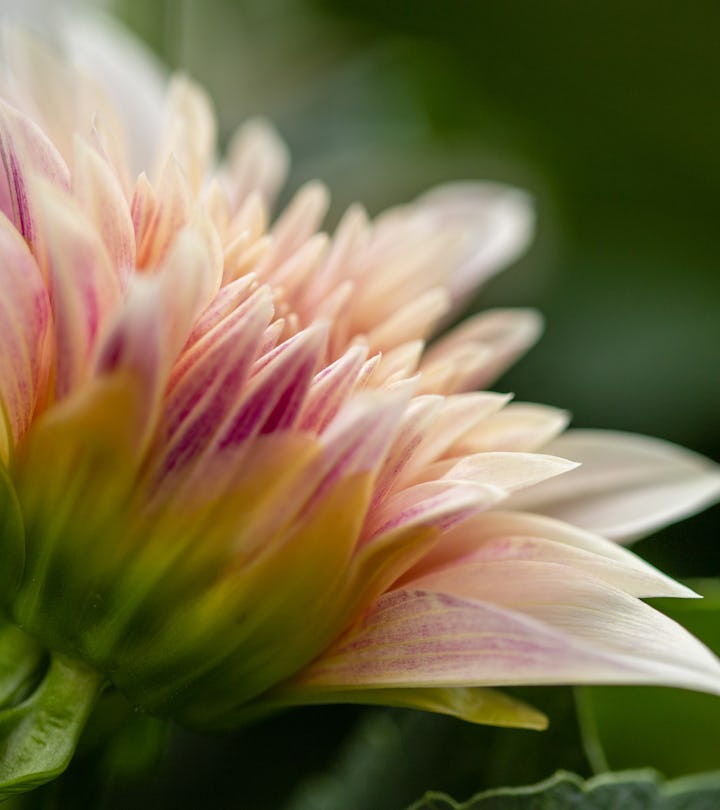 a lovely flower opening, vagina before and after arousal