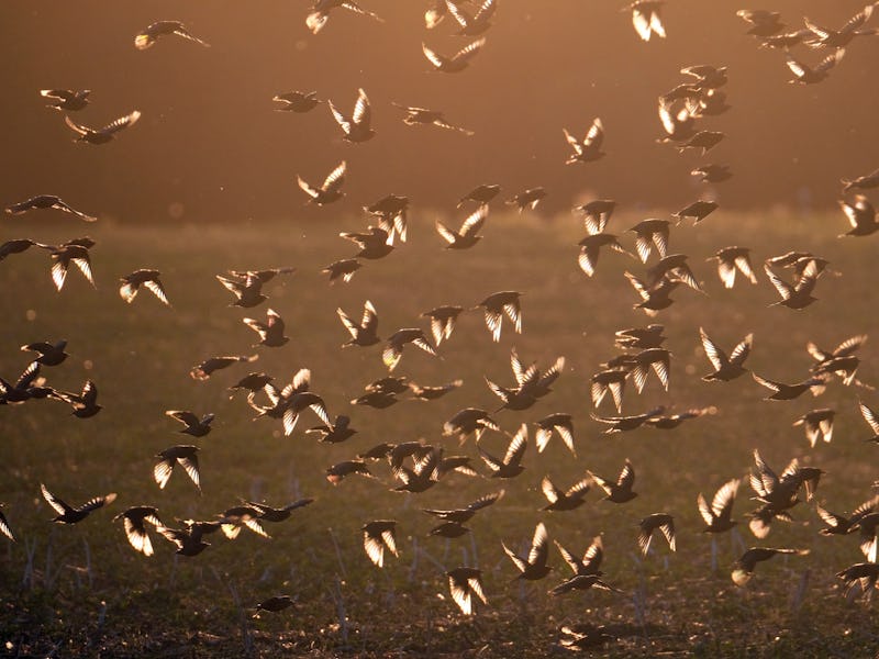 07 August 2022, Saxony, Noitzsch: Starlings (Sturnus vulgaris) fly over a field in northern Saxony i...