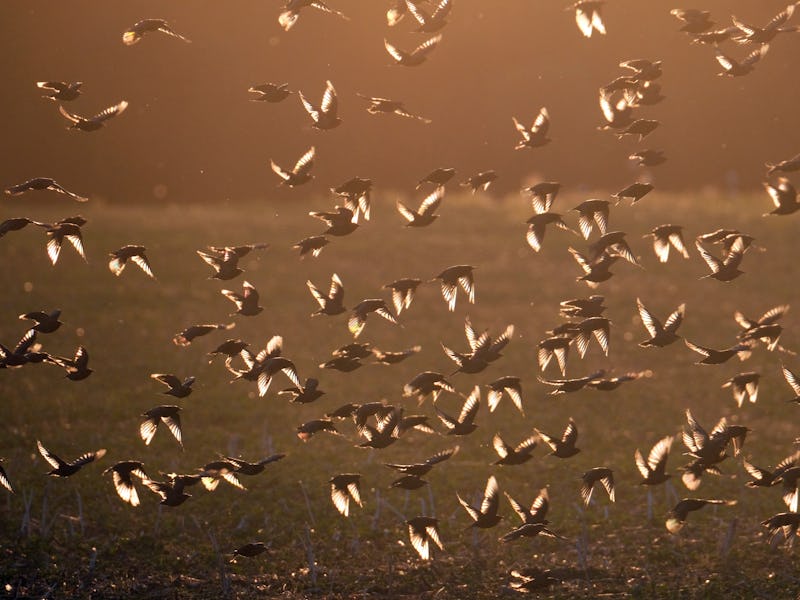 07 August 2022, Saxony, Noitzsch: Starlings (Sturnus vulgaris) fly over a field in northern Saxony i...