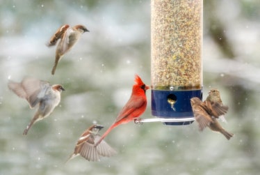 TAKOMA PARK, MD - JANUARY 31: Birds flock to a feeder as snow continues on January 31, 2021 in Takom...