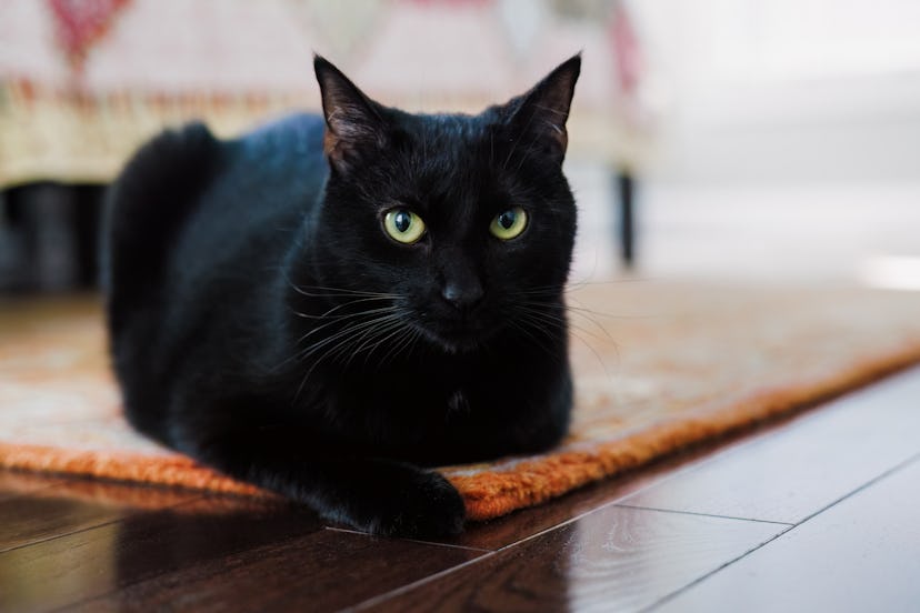Close-up of black cat relaxing on bedroom rug