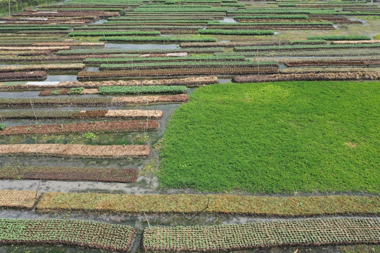 An aerial view of cropland.