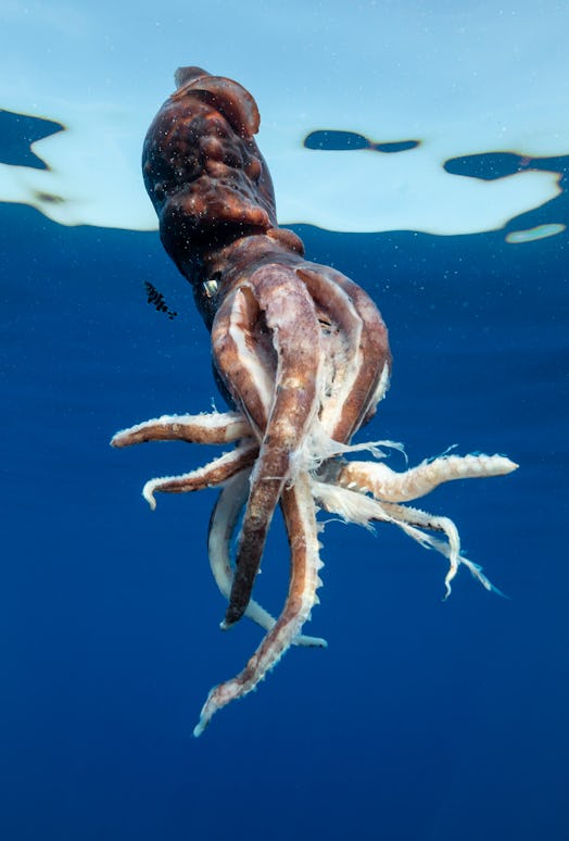 The injured squid most likely had escaped from a sperm whale that was hunting it.