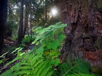 An early summer morning in an old-growth redwood forest, Garrapata State Park, Big Sur, California, ...