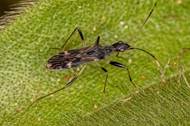 Adult Dirt-colored Seed Bug of the Subfamily Rhyparochrominae