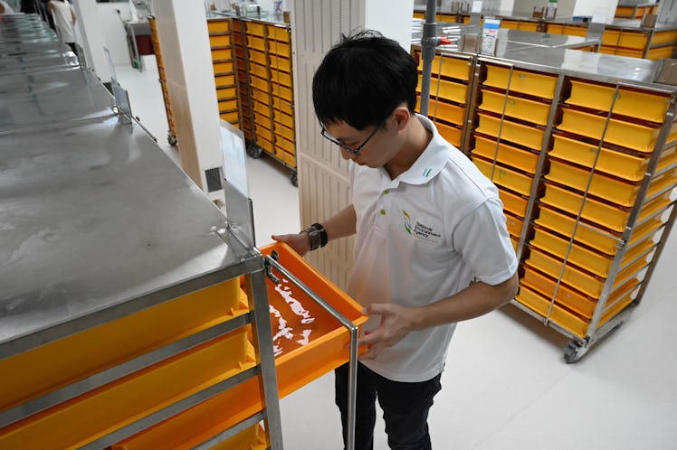 A staff check the tray filled with Wolbachia-carrying mosquitoes larvaes at the newly opened Nationa...