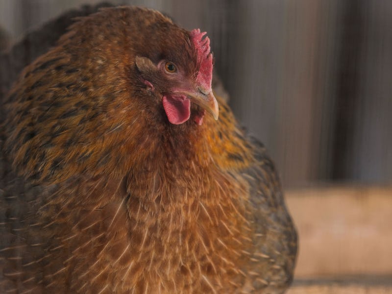 A hen belonging to Casim Abbas, a mathematics professor at Michigan State University, roams the prop...