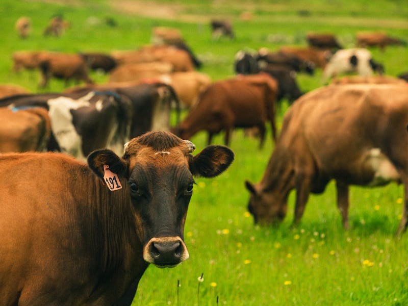 Cattle in New Zealand grass fed