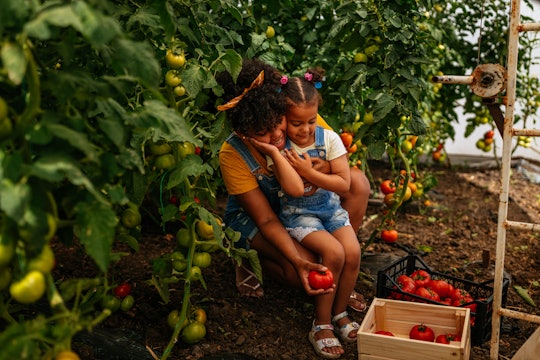 mom and daughter picking tomatoes in an article about when to start seeds indoors