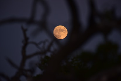The February 2023 full Snow Moon peeks through silhouetted tree branches before affecting every zodi...