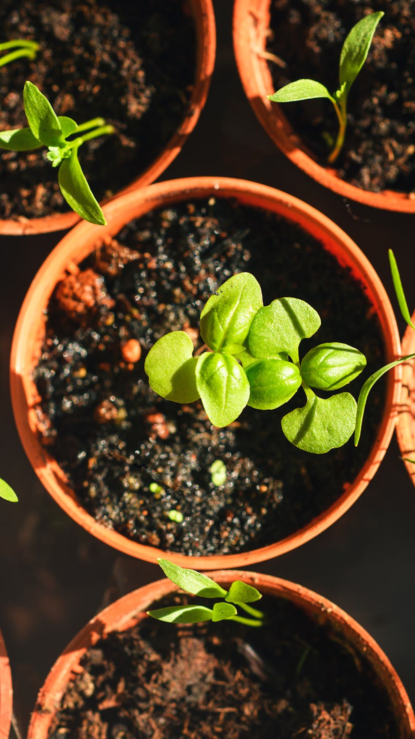 High angle view of potted Herbs sprouts