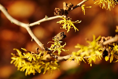 Witch hazel is a plant that is good for anti-inflamation.