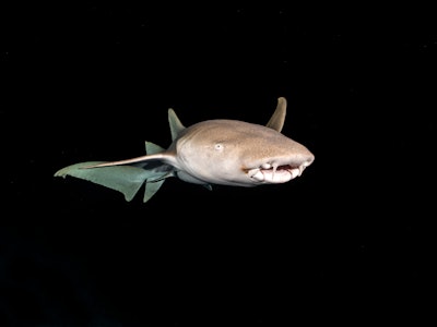 A nurse shark swims out of the darkness on a night dive in the Maldives.