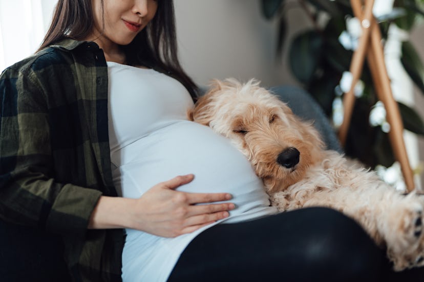 pregnant woman sitting on sofa with her dog cuddled up beside her. can dogs sense labor/