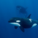Two orcas, or killer whales, swimming off of the coast of Western Australia. A new study has found t...