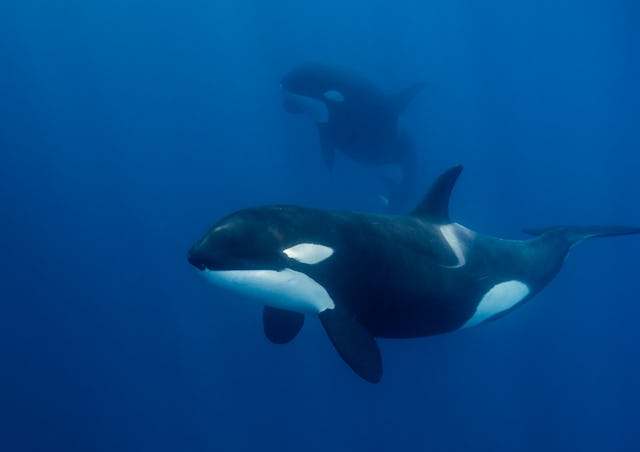 Two orcas, or killer whales, swimming off of the coast of Western Australia. A new study has found t...