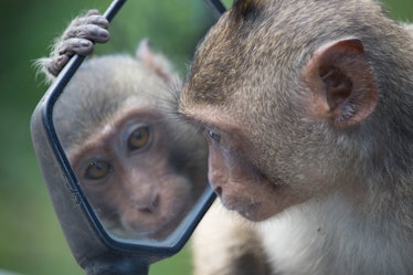 color photo of a monkey holding a detached car mirror and staring into it