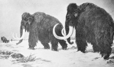 (Original Caption) Illustration of two wooly mammoths walking through a snowy tundra.