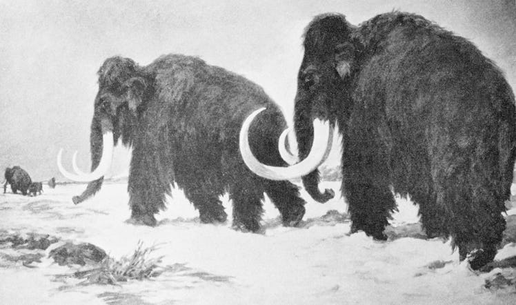 (Original Caption) Illustration of two wooly mammoths walking through a snowy tundra.