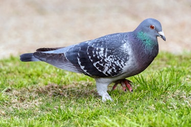 Grey pigeon foraging on the grass - East Perth

Western Australia

Columbidae is a bird family consi...