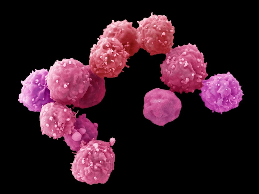 Embryonic stem cells (ESCs), coloured scanning electron micrograph (SEM). ESCs are pluripotent, that...