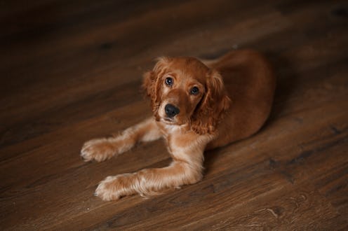 The red dog is lying on the floor.