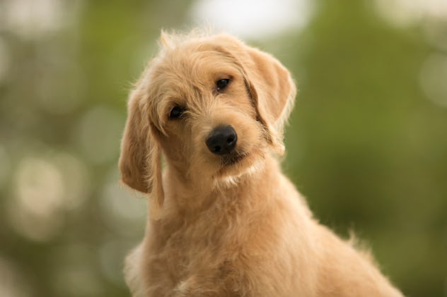 confused dog in a round up of april fools' pranks for dogs