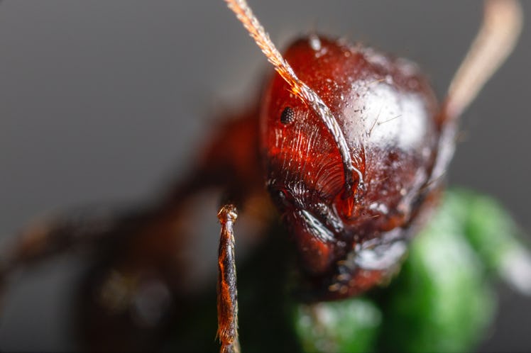 A close-up image of an ant.