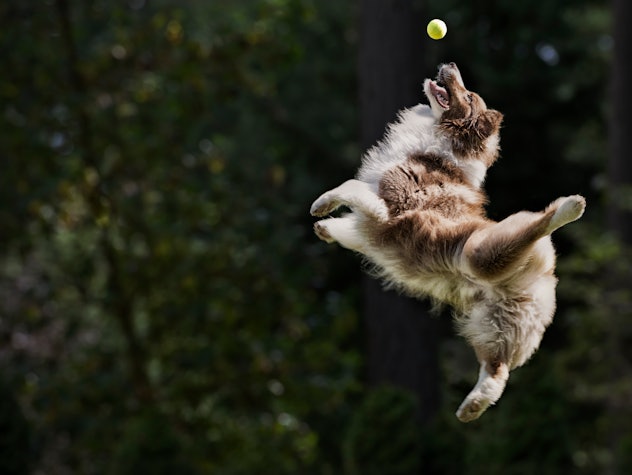 dog catching a tennis ball in a list of April Fools pranks for dogs