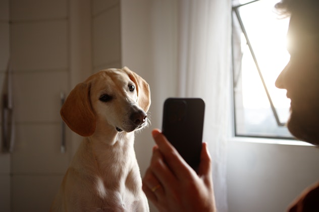 man shows cell phone screen to dog in a list of April Fools' Dog Pranks