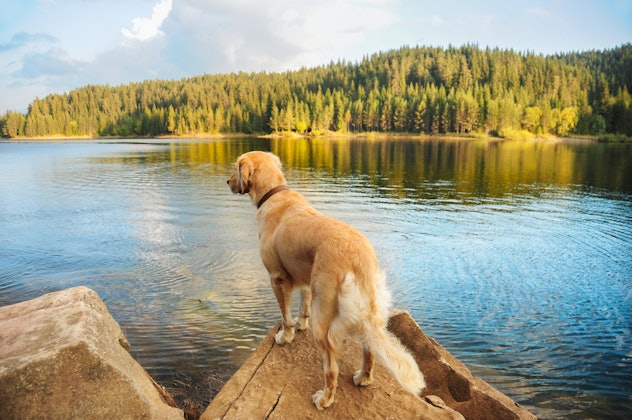 a dog by a lake, in a list of april fools' pranks for dogs