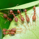 Ants help biting green leaf to build nest - animal behavior.
