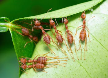 Ants help biting green leaf to build nest - animal behavior.