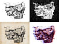 Antique illustration: Head throat section