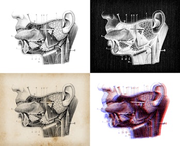 Antique illustration: Head throat section