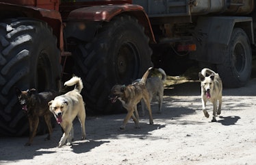 Stray dogs walk near the Chernobyl Nuclear power plant on June 8, 2018. - The restricted zone around...