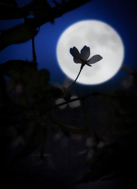 Лунный цветок.