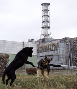 Stray dogs play in front of the Chernobyl nuclear power plant during a drill organized by the countr...