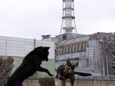 Stray dogs play in front of the Chernobyl nuclear power plant during a drill organized by the countr...