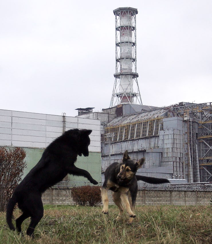 Stray dogs play in front of the Chernobyl nuclear power plant during a drill organized by the countr...